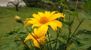 Then you can talk about your string garden. you'll find kokedamas in garden centers and florist shops and there are even specialty. Poor Man S Ooty To The Garden City Nelliampathi To Bangalore Via Nagarhole Team Bhp