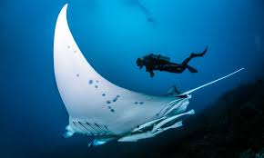 The giant manta ray is the world's largest ray with a wingspan of up to 29 feet. The Manta Ray Topdive