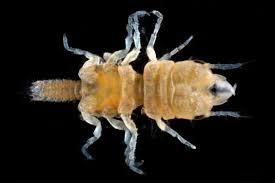 Image result for Gnidia stenophylla