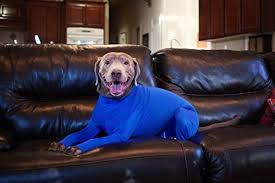 Shed Defender Dog Onesie Grooming Contains The Shedding