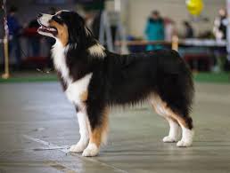 We did not find results for: Ckc Canine Registration Continental Kennel Club