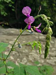 Image result for Desmodium subsecundum