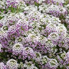 One of the reasons flowers that bloom at night are often more aromatic is that they need to attract nocturnal pollinators that must find them in. Winter Flowers For The South Better Homes Gardens