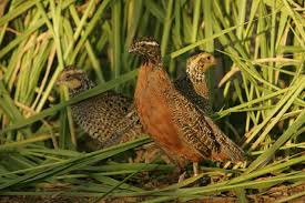 How To Free Range Quail Wild Birds Photography Quail Bird