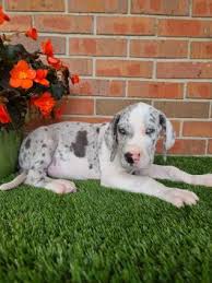 Hi, my name is donald. Great Dane Puppies For Sale Lancaster Puppies