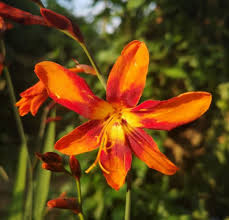Eine Weitere Wunderschone Montbretie Crocosmia Emily Mckenzie Gardenlife Gartengestaltung Gartenideen Pflanzen Meingarten Gardening Plants Vegetables
