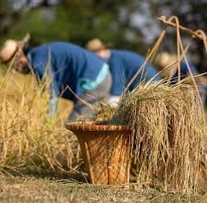 Dusit Hotels & Resorts