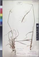 Image result for Urelytrum agropyroides