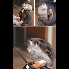 Otter With Otter Stuffed Animal Imgur Cute Animals Cute Baby Animals Baby Animals