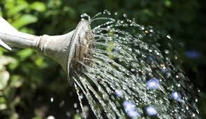 Water container gardens regularly, once a day during hot and dry spells. Best Watering Practices For The Vegetable Garden