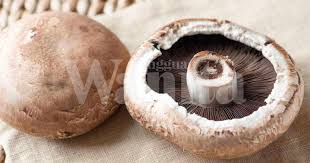 Menurut rootofscience, cendawan ialah sejenis tumbuhan diklasifikasikan di bawah keluarga fungi yang umumnya hidup di atas (epigeous) atau di bawah tanah (hypogeous). Cendawan Tumbuhan Spora Kaya Nutrien Mingguan Wanita