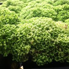 Image result for Selaginella mittenii