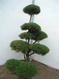 The teahouse with view on a zen garden is very relaxing and has an outstanding selection of teas, some rather exquisite. Waldkiefer Formgehloze Gartenbonsai