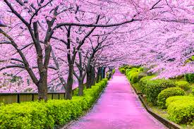 Whether you like them sweet or tart, these deep red fruits pack a healthful punch. Cherish The Beauty Of Japan S Cherry Blossoms Kcp International