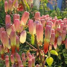 Image result for Kalanchoe brachyloba