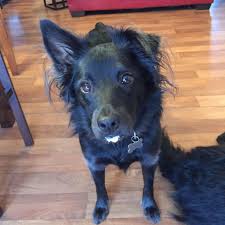 2,496 likes · 4 talking about this · 530 were here. All Pet Supplies Home Facebook