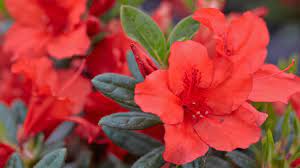 Red Tiara Plants Bloom Azaleas