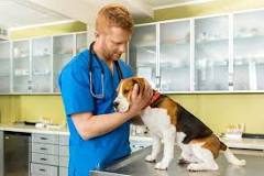 Image result for what to expect after first doxorubicin treatment in dog