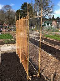 Making bamboo fences and trellises. This Season S Bamboo Pea Trellis Vegetablegardening