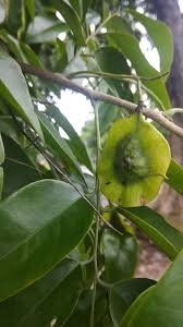 Image result for Pterocarpus lucens