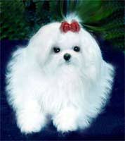The cheapest offer starts at £1,400. Maltese Puppy With Long Hair Jpg