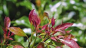 The camphor tree (cinnamomum camphora) is another one admirable tree with multiple utility. Camphor Tree Grown By You