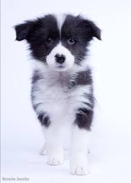 The Most Wonderful Sight Ever A Border Collie Puppy Bordercollie Collie Puppies Collie Dog Border Collie Puppies