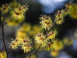 It is also a natural wonder for haircare helping with scalp irritation, reducing greasiness, preventing hair loss and adding shine to hair. Witch Hazel For Hair Benefits Recipes And How To Use