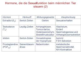 Untermodul Andrologie Und Kb 6 Semester Ppt Herunterladen