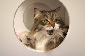 But on a greater scheme of things, it does provide exceptional nutrition for dogs of all breeds, types, and it's not easy to get hold of kirkland as it is mostly available only from costco; Cat Food Dry Food Recommendations Happy Cats Haven