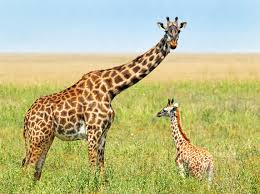 Kết quả hình ảnh cho when does a baby giraffe leave its mother