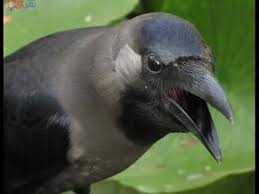 صوت الغراب Black Crow Crow Animals