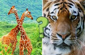 Golfers this category is for trivia questions and answers related to tiger woods, as asked by users of funtrivia.com. 15 Animal Quiz Questions To Test You Out Ready For A Challenge