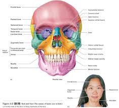 The head and the face together form the skull. How Many Bones In The Face And Head Others Like The Mandible And Vomer Are Singular The