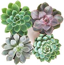 Maybe you would like to learn more about one of these? Amazon Com Shop Succulents Radiant Rosette Collection Assortment Of Hand Selected Fully Rooted Live Indoor Rose Shaped Succulent Plants In A 4 Grow Pot 4 Pack Garden Outdoor