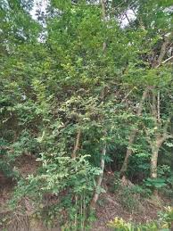 Image result for Bridelia duvigneaudii