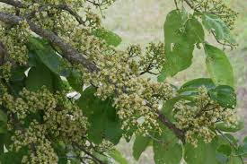 Image result for Syzygium niassense