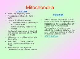 One type of animal cell that contains large numbers of mitochondria. As Biology The Ultrastructure Of The Cell Learning Objectives By The End Of This Section You Should Be Able To Recognise The Following Organelles From Ppt Download