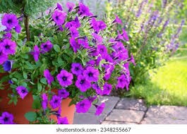 Image result for foto surfínie