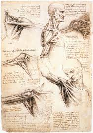 12 photos of the anatomical drawings of the human body. Leonardo Da Vinci Revisited How A 15th Century Artist Dissected The Human Machine