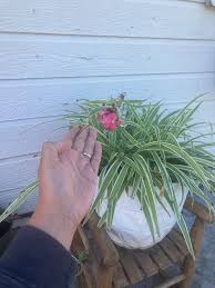 Image result for Chlorophytum stenopetalum