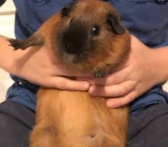 Check spelling or type a new query. Bovult Sebestyen Balazs Csaladja Gondolat Ebreszto