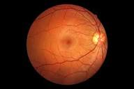 Retinal Imaging: Purpose & Procedure Details