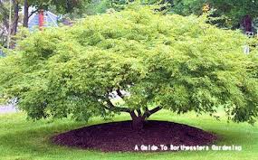 Get inspired by these front yard landscape ideas. A Guide To Northeastern Gardening Landscaping With Japanese Maples