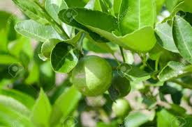 Maybe you would like to learn more about one of these? Fresh Lime Tree In Vegetable Garden Stock Photo Picture And Royalty Free Image Image 46235666