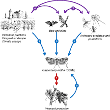 Biological control is a method of pest control that manages the population of pests without chemical pesticides. Biological Protection Against Grape Berry Moths A Review Springerlink
