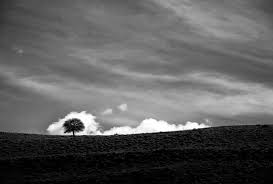 We did not find results for: This Iranian Photographer Focuses On The Black And White Beauty Of Trees Petapixel