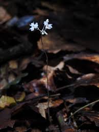 Image result for Gymnosiphon