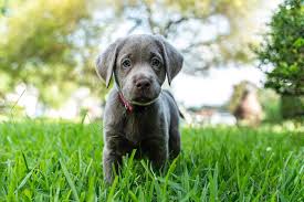 We did not find results for: Silver Lab Dog Breed Information And Owner S Guide All Things Dogs All Things Dogs