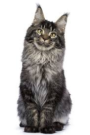 Check spelling or type a new query. Tabby Maine Coons The Complete Pattern Guide Petskb